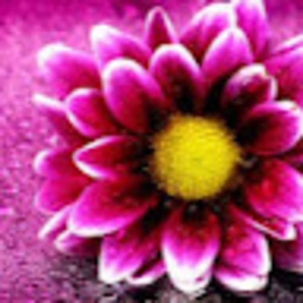 Meet your Posher, Kelsee